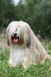TERRIER DU TIBET 354